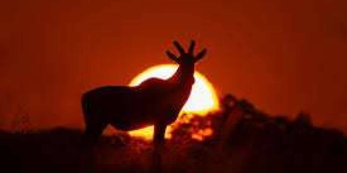 Best Safari Package in Kenya for an Unforgettable African Adventure
